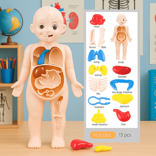 Human Body Model for Kids