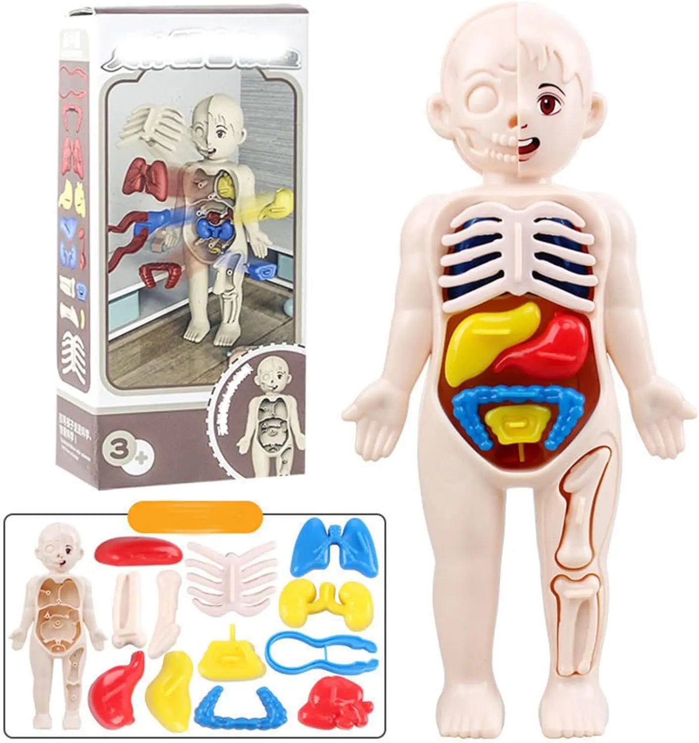 Human Body Model for Kids