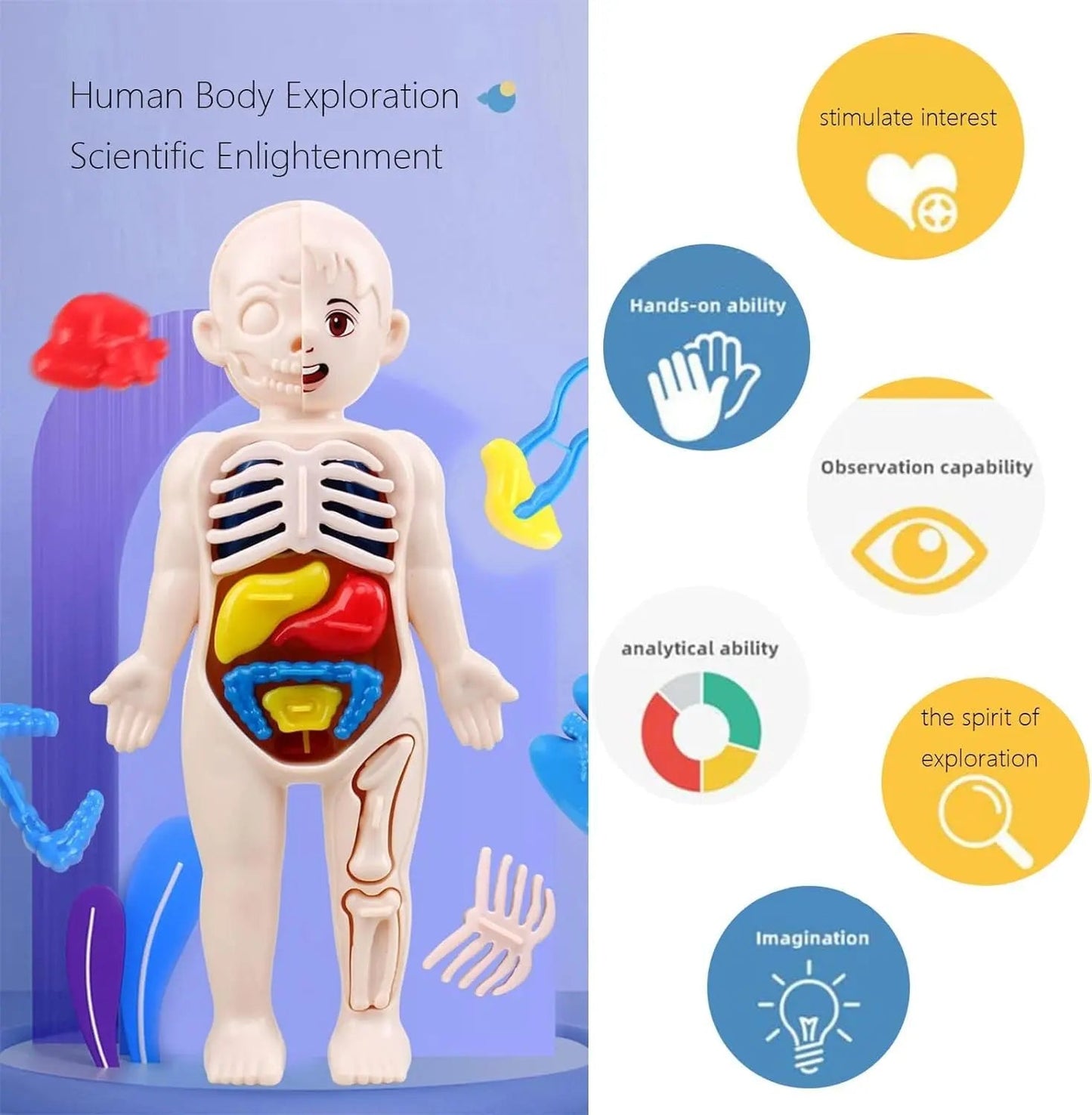 Human Body Model for Kids