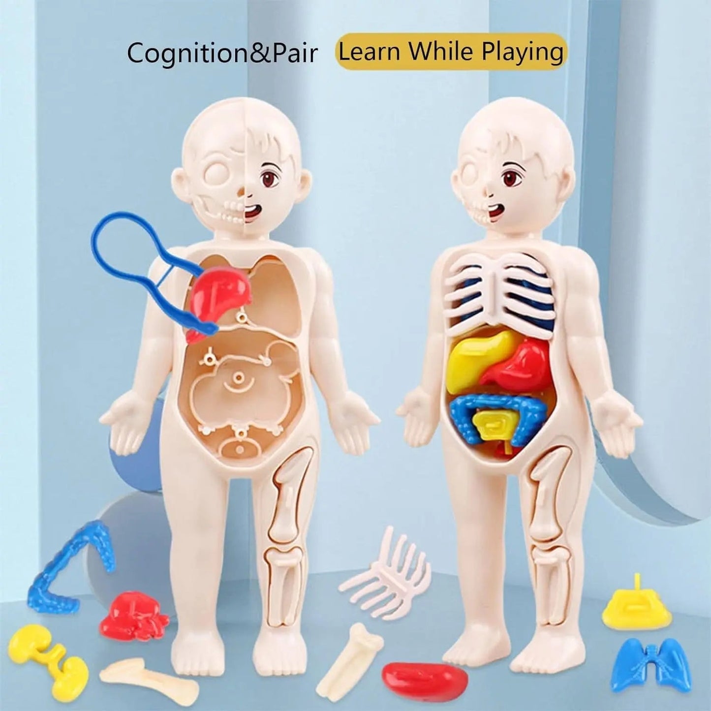Human Body Model for Kids